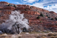 Owl-Canyon