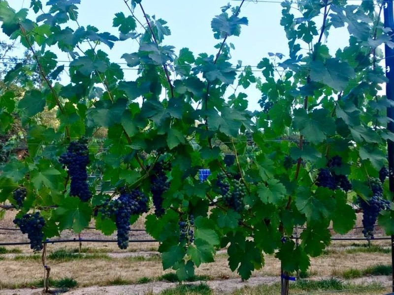 Grape vines at Rogue River Winery