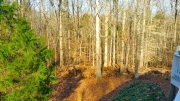 another view of the woods at RTP Home for sale