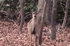 Large heerd of deer visit daily at this RTP Home for sale