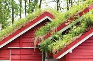 auginti gyvenamą stogą savo namuose