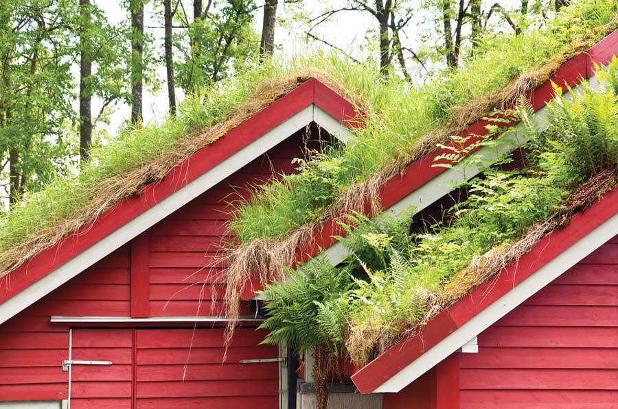 Grow A Living Roof Or Green Sustainable Special Finds Unusual Homes For