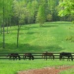 Looking out in the pasture at this stunning equestrian estate