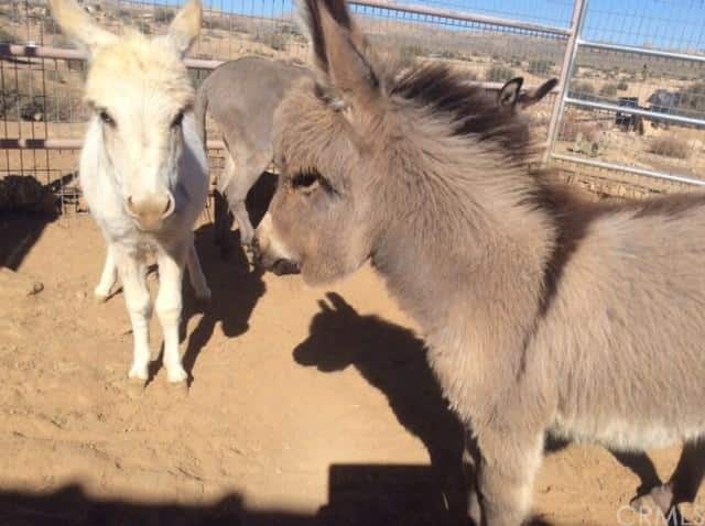 donkeys at pipes canyon ranch
