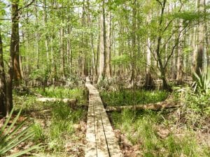 Boardwalk through grasses and forest at Bayou Magic