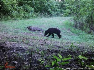 Black bear on the Ozarks 46 Acre Farm property.