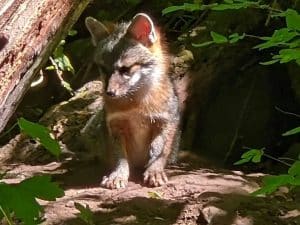 Red fox pup on the Ozarks 46 Acre Farm property.