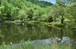 Spring-fed pond at 1372 Sand Branch Rd Black Mountain NC Mountain Sanctuary
