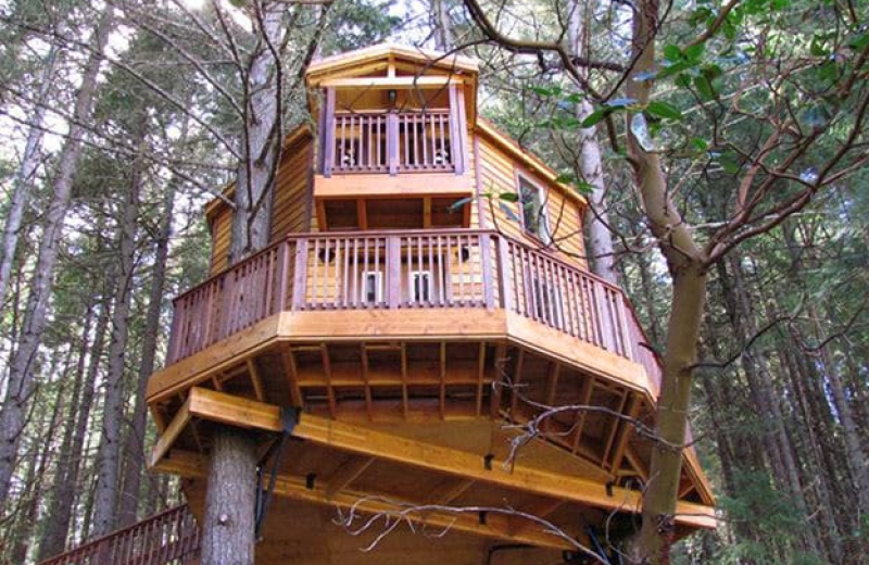 Excalifir, one of the Oregon Tree Houses Excalifir, one of the Oregon Tree Houses