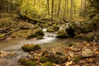 1_2026-Jan-26-Rick-Daniele-Cf-Sp-Streamlook