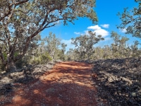 1_03_922120_Palm3_mls