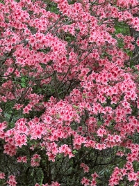 2025-Jul-14-Amber-Wippel-Img-0931