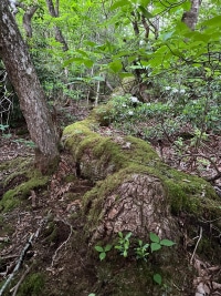 2025-Jul-14-Amber-Wippel-Img-0963