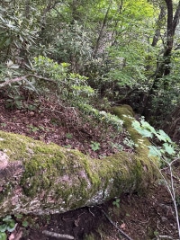 2025-Jul-14-Amber-Wippel-Img-0965