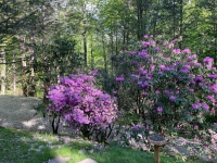 2025-Jul-14-Amber-Wippel-Img-6298