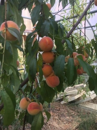 2026-Jul-14-Cecil-Ellsworth-Apricots