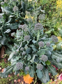 2026-Jul-14-Cecil-Ellsworth-Broc-Sprouts