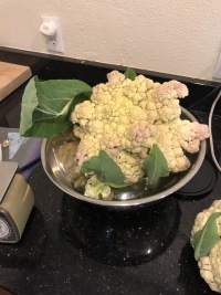 2026-Jul-14-Cecil-Ellsworth-Cauliflower