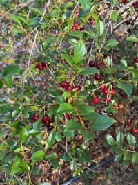 2026-Jul-14-Cecil-Ellsworth-Cherries