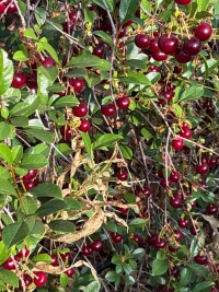 2026-Jul-14-Cecil-Ellsworth-Cherries2