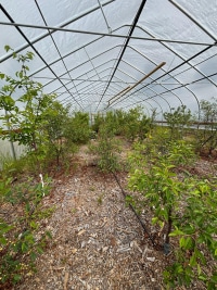 2026-Jul-14-Cecil-Ellsworth-Cherry-Trees