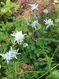 2026-Jul-14-Cecil-Ellsworth-Edelweiss