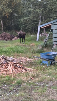 2026-Jul-14-Cecil-Ellsworth-Small-Bull-Moose