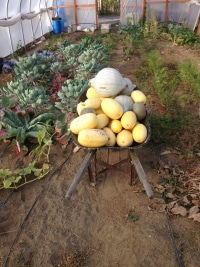 2026-Jul-14-Cecil-Ellsworth-Squash