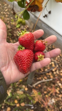 2026-Jul-14-Cecil-Ellsworth-Strawberries-In-Hand